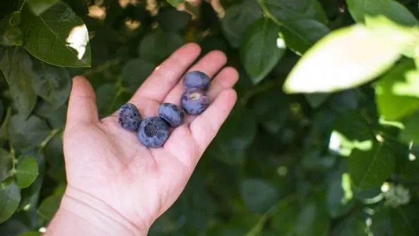 There’s nothing quite like the taste of a fresh picked blueberry.