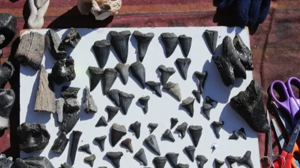 Experience a unique adventure by joining a fossil and shark tooth hunting tour.