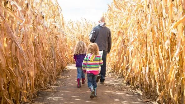 Enjoy a corn maze adventure with your family.